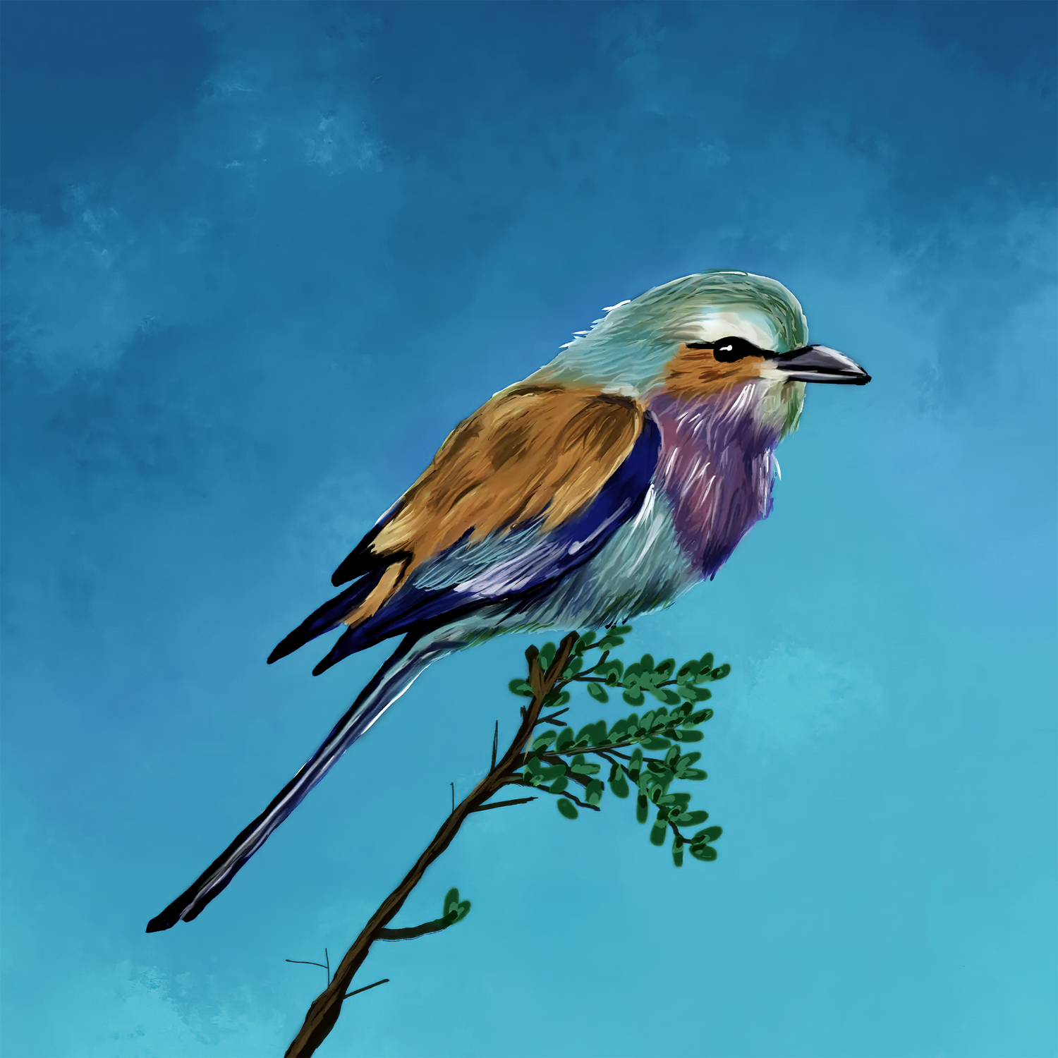 Bird Enthusiast