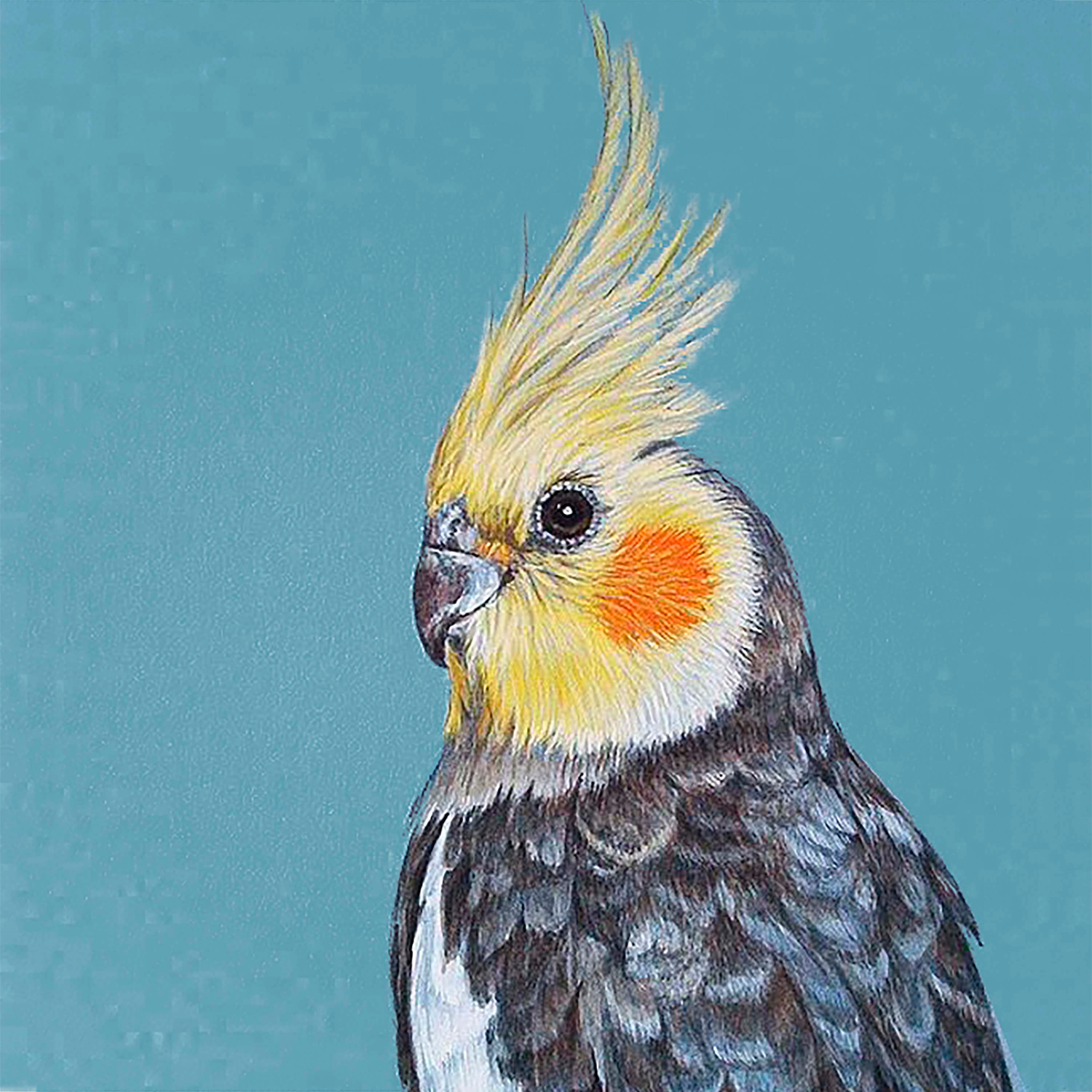 Bird Parents