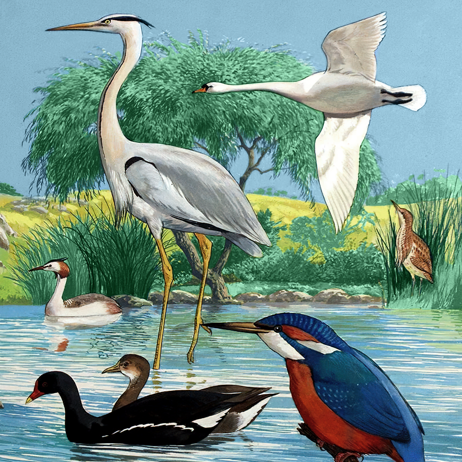 Type of Birds