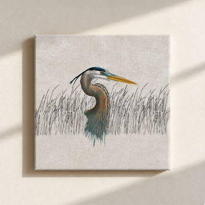 Great Blue Heron Canvas Print