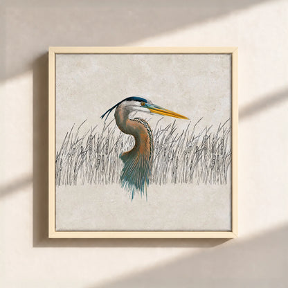 Great Blue Heron Canvas Print (Framed)