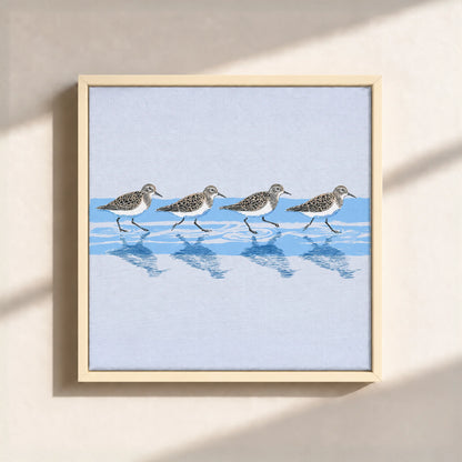Tidewalking Sandpipers Framed Canvas Print