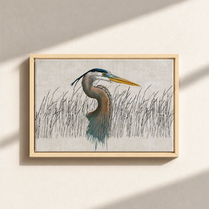 Great Blue Heron Canvas Print (Framed)