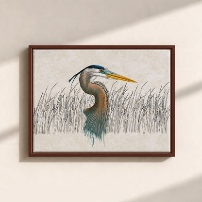 Great Blue Heron Canvas Print (Framed)