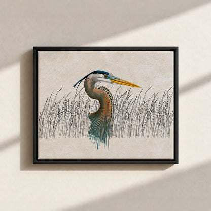 Great Blue Heron Canvas Print (Framed)