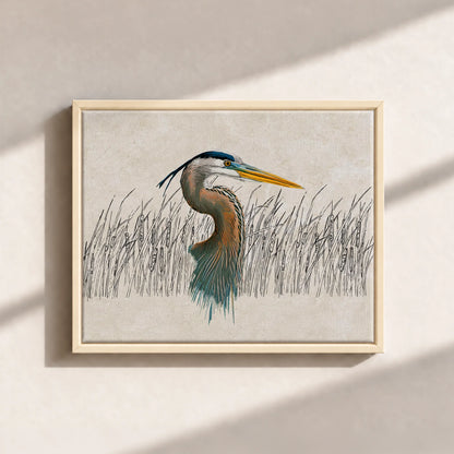 Great Blue Heron Canvas Print (Framed)