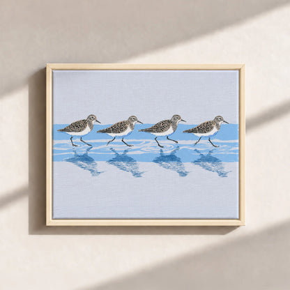 Tidewalking Sandpipers Framed Canvas Print