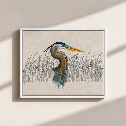 Great Blue Heron Canvas Print (Framed)